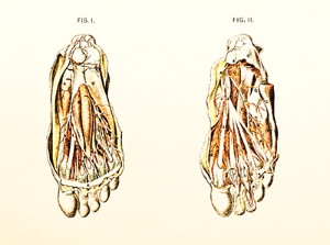 Veins and Spider Veins in the Feet
